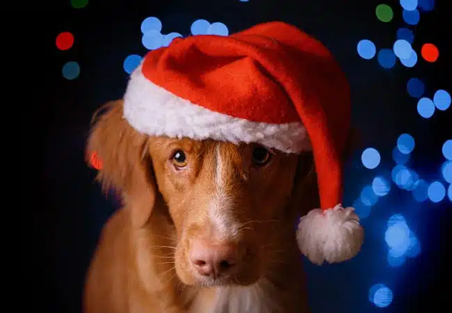 Navidad pirotecnia cuidado mascotas