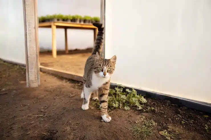 gato feliz