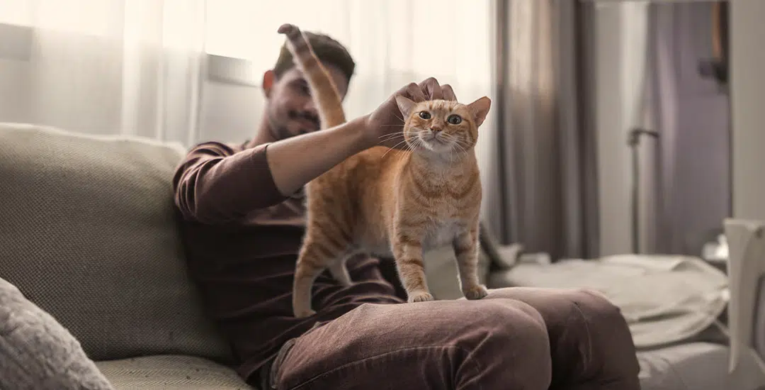 Día del Gato: ¿cómo saber si mi gato está feliz?