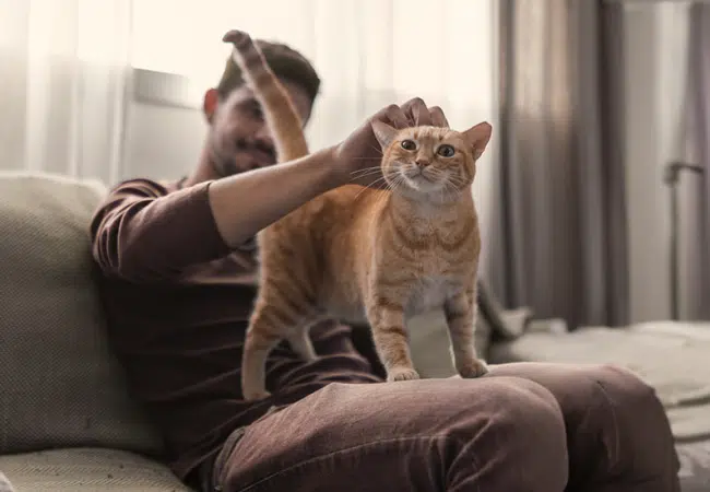 gato feliz