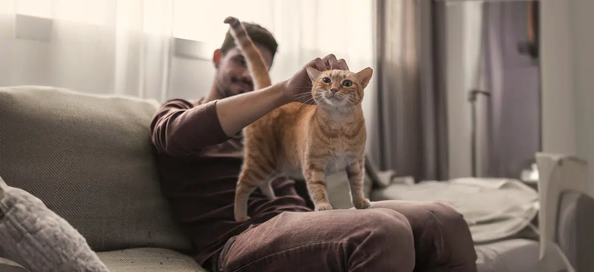 gato feliz