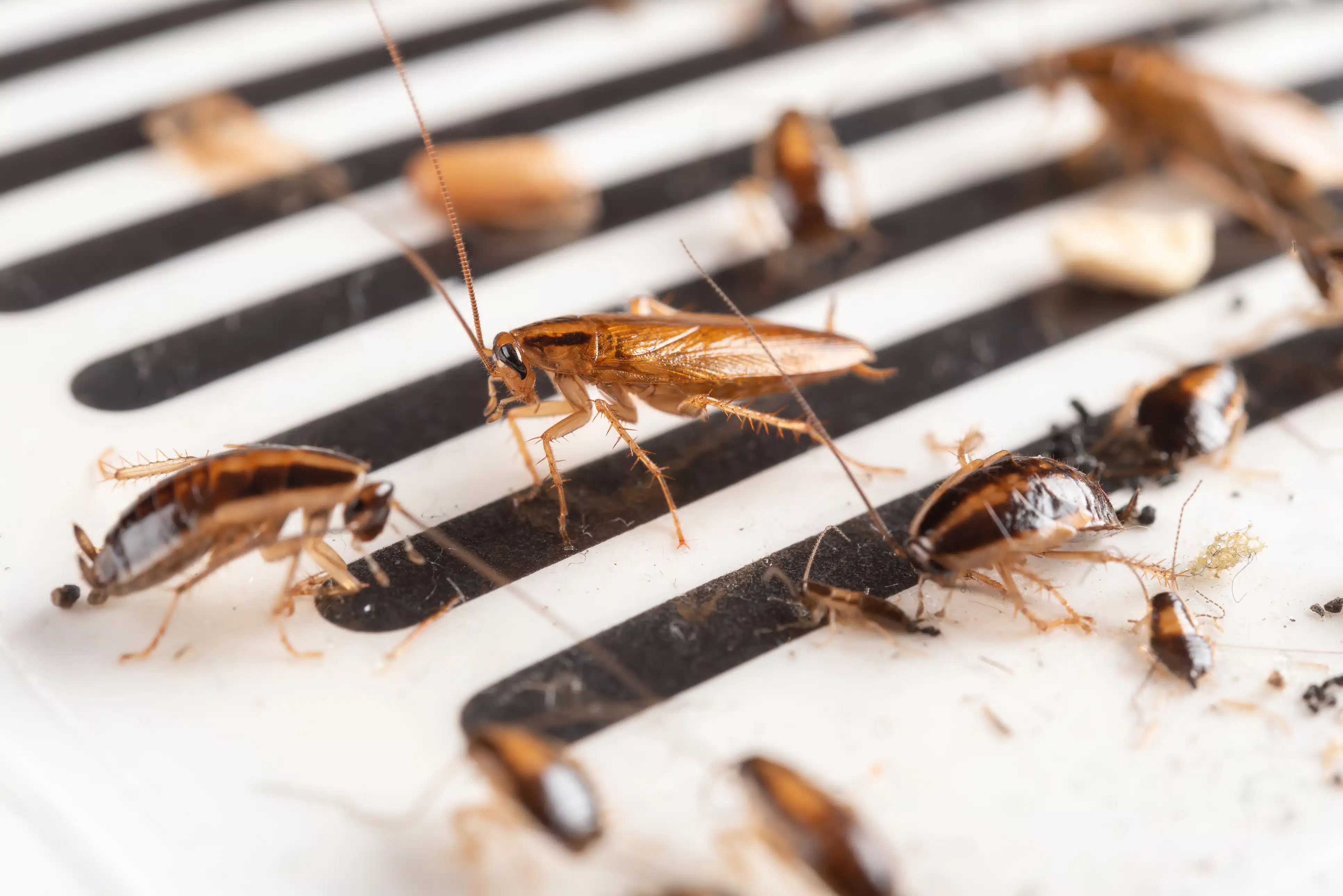 como eliminar plaga de cucarachas