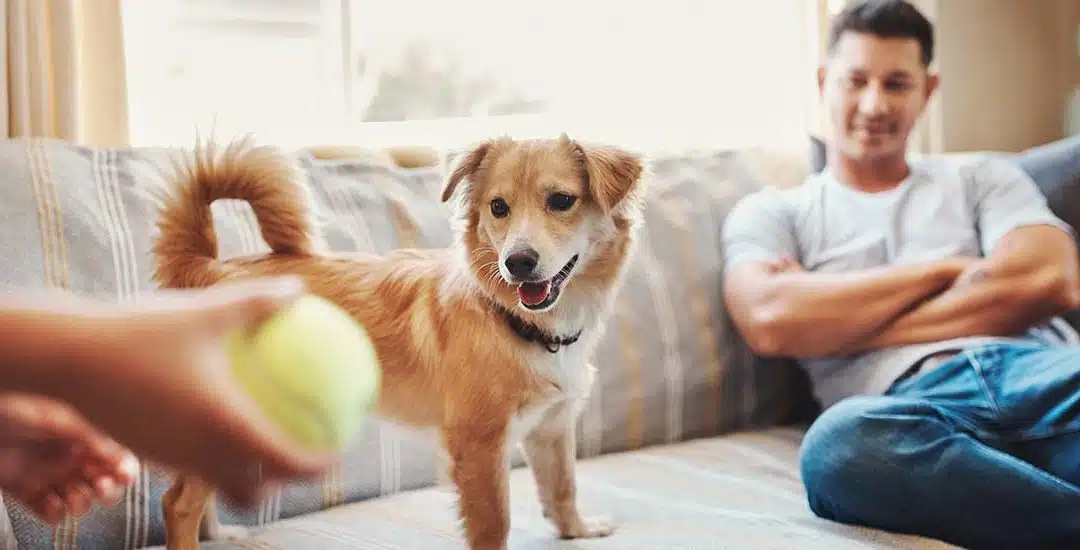 ¿Cómo eliminar pulgas en casa?