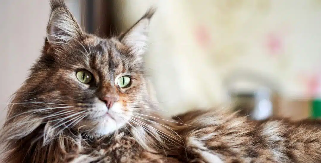 Las razas de gatos más amigables que puedes tener en tu hogar