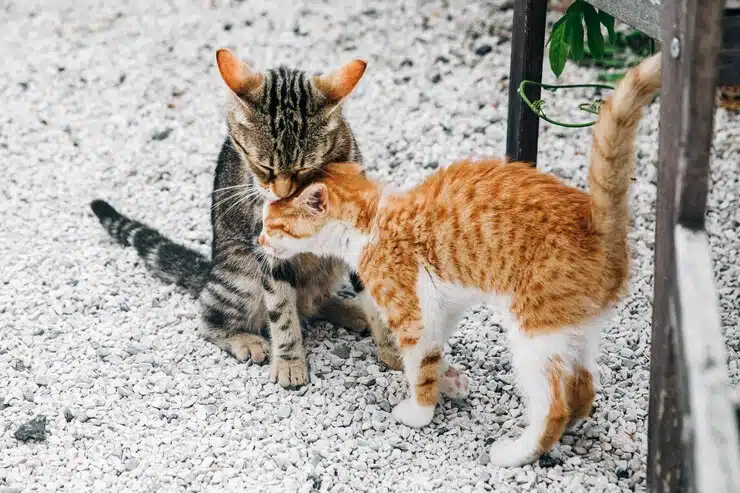 gato feliz