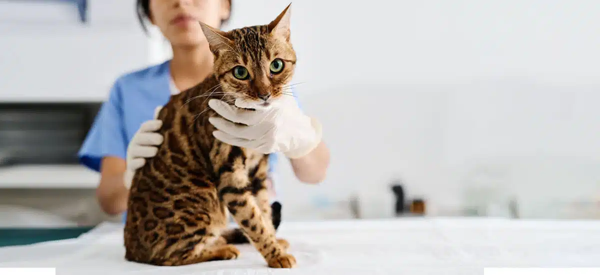 6 enfermedades que pueden transmitir los gatos