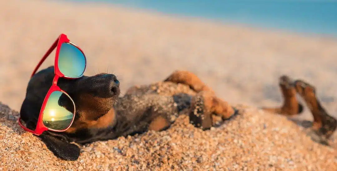 Consejos para llevar a tu perro a la playa: ¿cómo lo cuido?