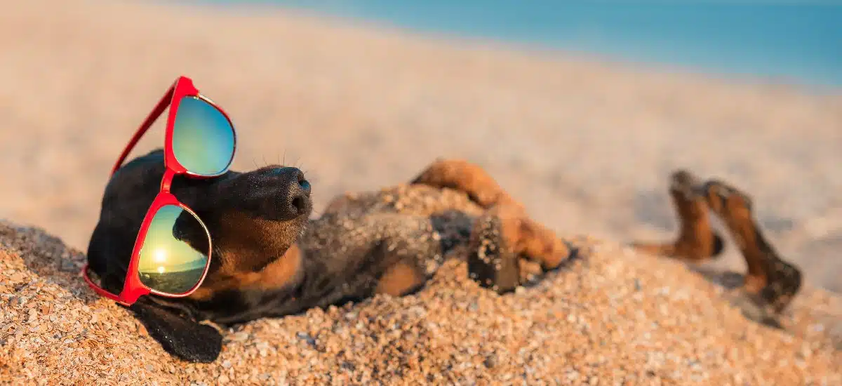 mapfre-cuidado-mascota-playa-verano-seguro-poliza